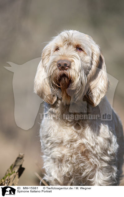 Spinone Italiano Portrait / Spinone Italiano portrait / MW-15981