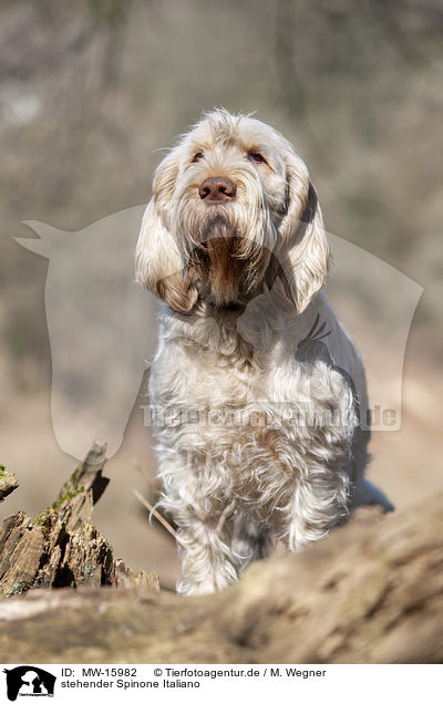 stehender Spinone Italiano / standing Spinone Italiano / MW-15982