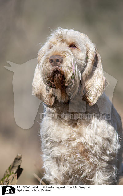 Spinone Italiano Portrait / Spinone Italiano portrait / MW-15984