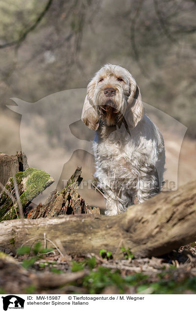 stehender Spinone Italiano / standing Spinone Italiano / MW-15987