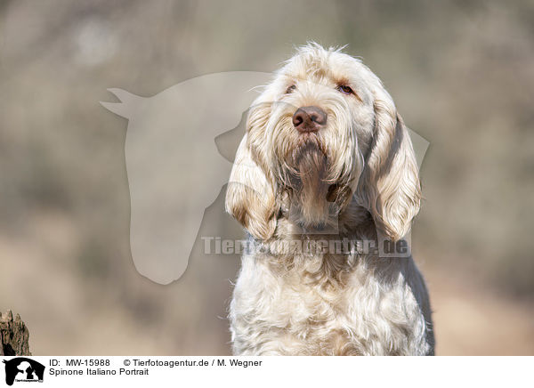 Spinone Italiano Portrait / Spinone Italiano portrait / MW-15988