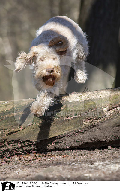 rennender Spinone Italiano / MW-15990