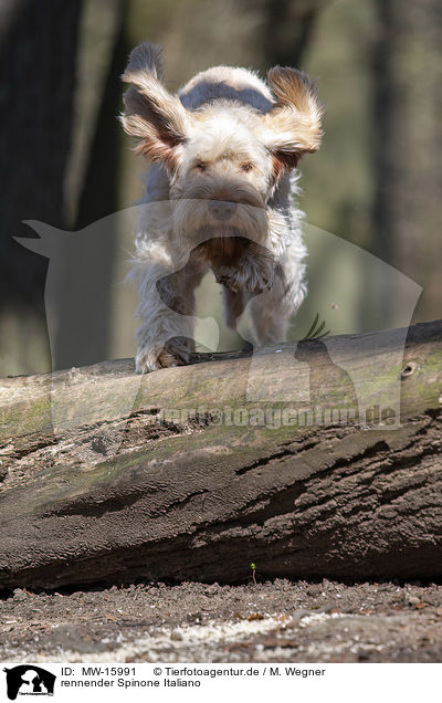 rennender Spinone Italiano / running Spinone Italiano / MW-15991