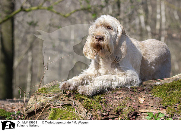 Spinone Italiano / Spinone Italiano / MW-15993