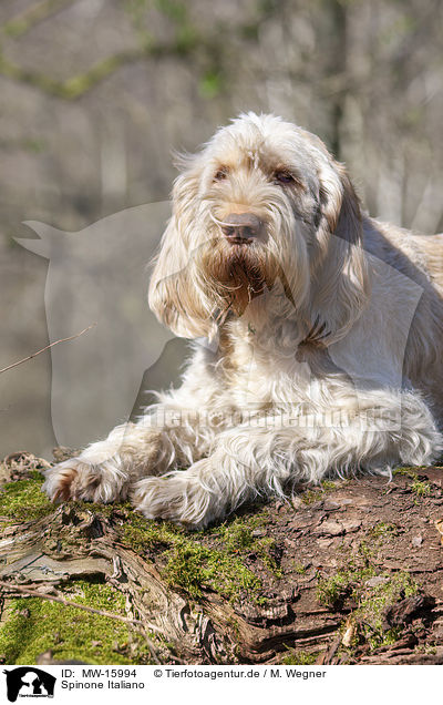 Spinone Italiano / Spinone Italiano / MW-15994