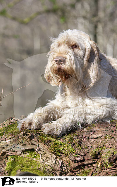 Spinone Italiano / Spinone Italiano / MW-15995