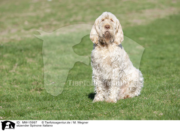 sitzender Spinone Italiano / sitting Spinone Italiano / MW-15997