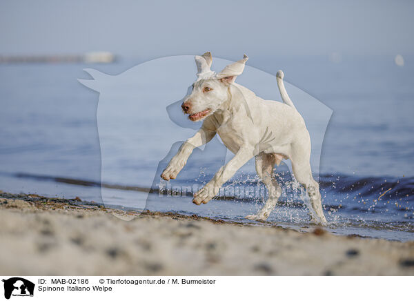 Spinone Italiano Welpe / Spinone Italiano Puppy / MAB-02186