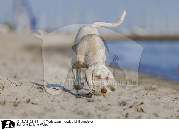 Spinone Italiano Welpe / MAB-02187