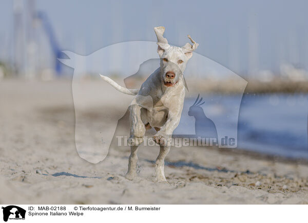 Spinone Italiano Welpe / MAB-02188