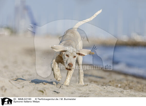 Spinone Italiano Welpe / Spinone Italiano Puppy / MAB-02190