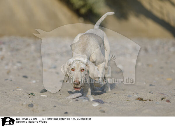 Spinone Italiano Welpe / Spinone Italiano Puppy / MAB-02196