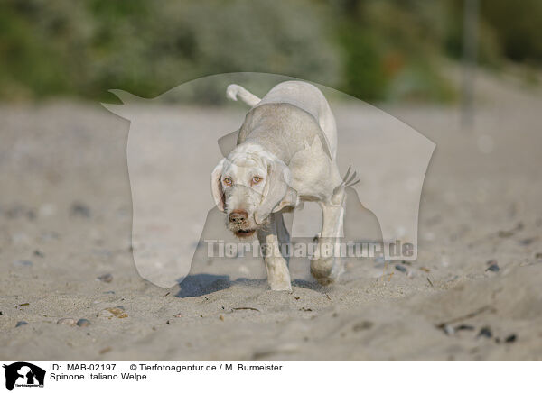 Spinone Italiano Welpe / MAB-02197