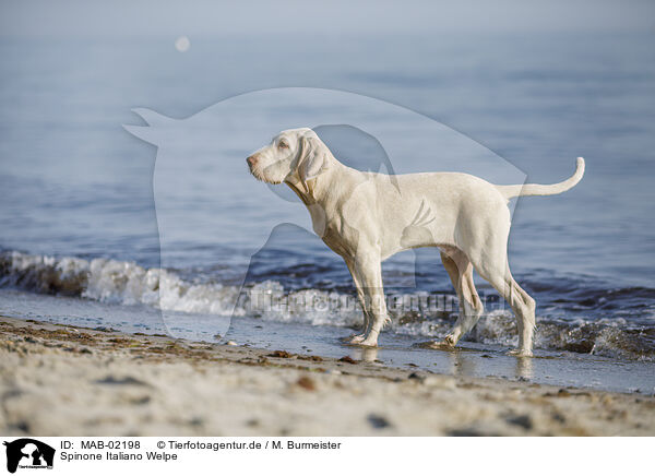 Spinone Italiano Welpe / MAB-02198