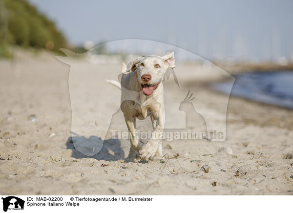 Spinone Italiano Welpe / MAB-02200