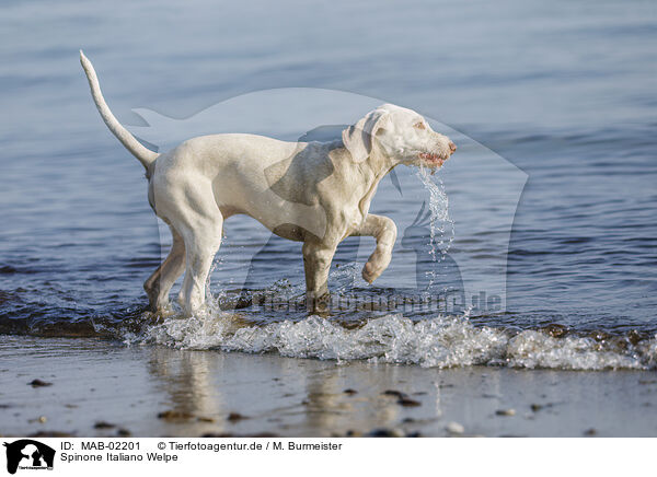 Spinone Italiano Welpe / Spinone Italiano Puppy / MAB-02201