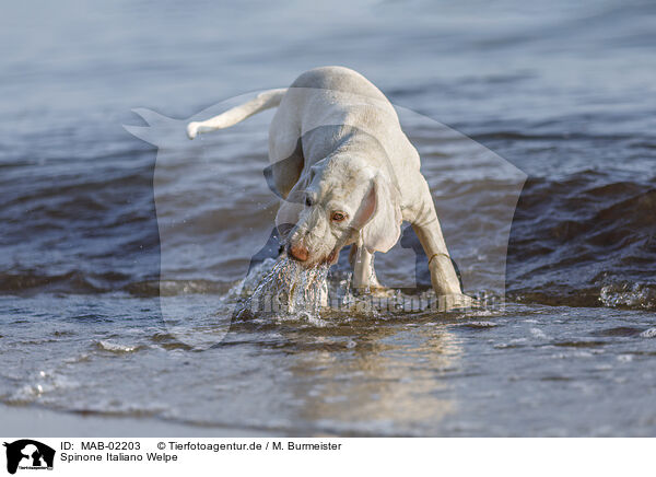 Spinone Italiano Welpe / Spinone Italiano Puppy / MAB-02203