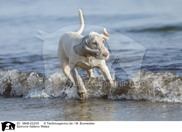 Spinone Italiano Welpe / MAB-02205