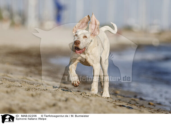 Spinone Italiano Welpe / MAB-02206