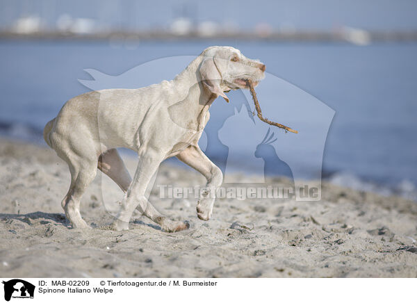 Spinone Italiano Welpe / Spinone Italiano Puppy / MAB-02209