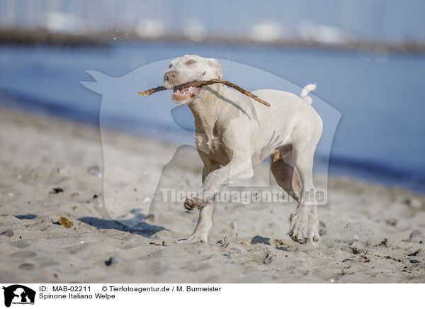 Spinone Italiano Welpe / Spinone Italiano Puppy / MAB-02211