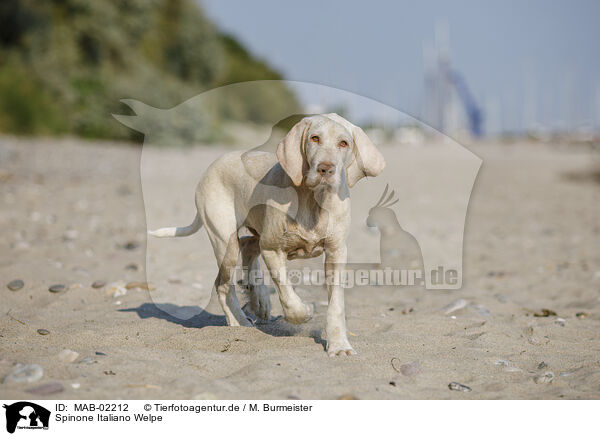 Spinone Italiano Welpe / Spinone Italiano Puppy / MAB-02212