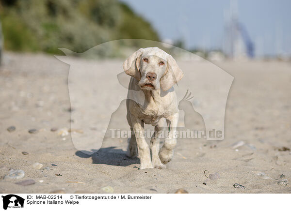 Spinone Italiano Welpe / Spinone Italiano Puppy / MAB-02214