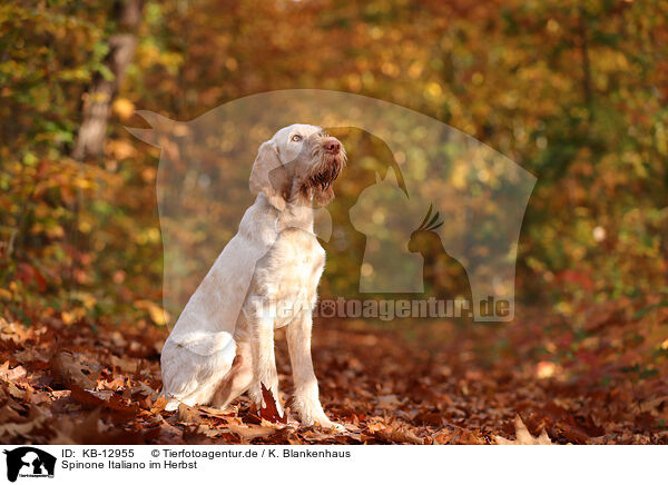 Spinone Italiano im Herbst / Spinone Italiano in autumn / KB-12955