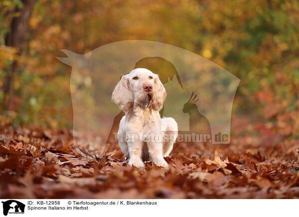 Spinone Italiano im Herbst / Spinone Italiano in autumn / KB-12958