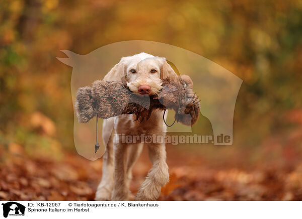 Spinone Italiano im Herbst / Spinone Italiano in autumn / KB-12967