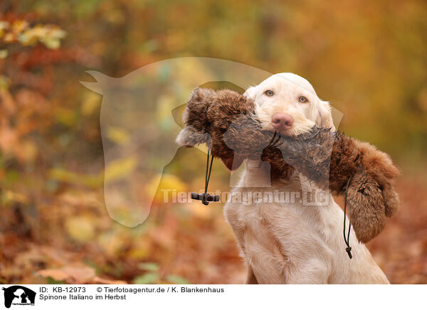Spinone Italiano im Herbst / Spinone Italiano in autumn / KB-12973
