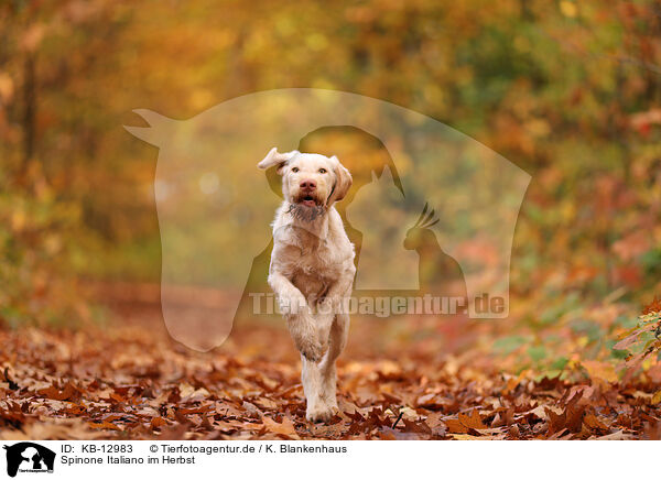 Spinone Italiano im Herbst / Spinone Italiano in autumn / KB-12983