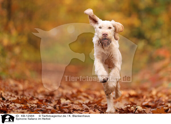 Spinone Italiano im Herbst / Spinone Italiano in autumn / KB-12984