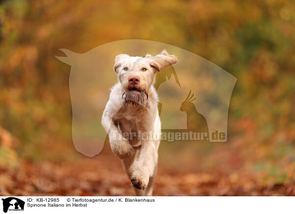 Spinone Italiano im Herbst / Spinone Italiano in autumn / KB-12985