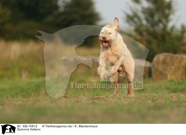 Spinone Italiano / Spinone Italiano / KB-15812