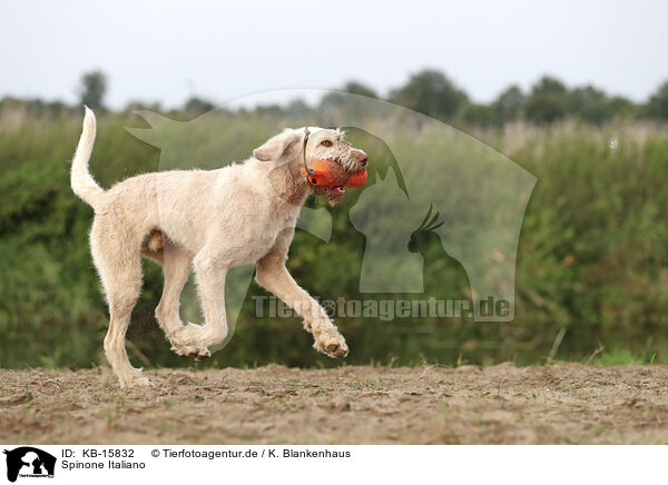 Spinone Italiano / Spinone Italiano / KB-15832
