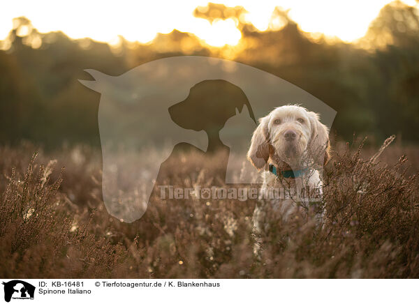 Spinone Italiano / Spinone Italiano / KB-16481
