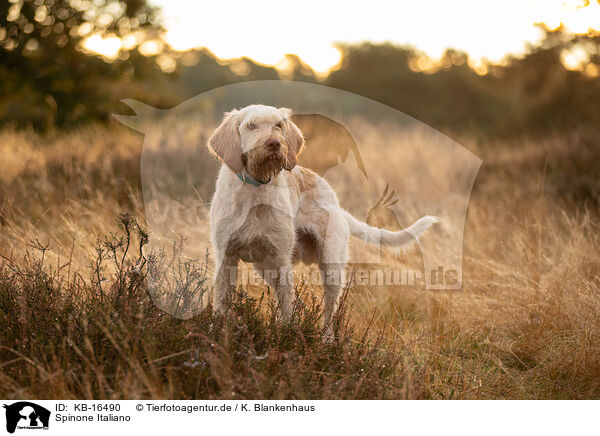 Spinone Italiano / Spinone Italiano / KB-16490