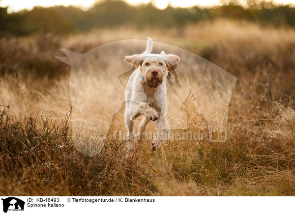 Spinone Italiano / Spinone Italiano / KB-16493