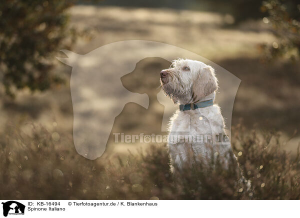Spinone Italiano / Spinone Italiano / KB-16494
