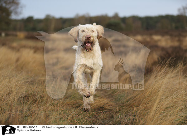 Spinone Italiano / Spinone Italiano / KB-16511