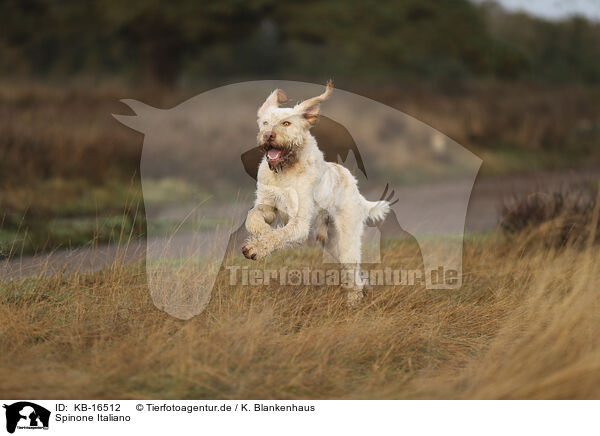 Spinone Italiano / Spinone Italiano / KB-16512