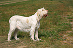 Spinone Italiano