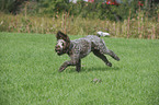 rennender Spinone Italiano