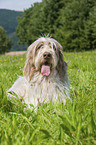 liegender Spinone Italiano