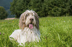 liegender Spinone Italiano