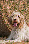 liegender Spinone Italiano