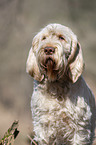 Spinone Italiano Portrait