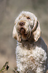 Spinone Italiano Portrait