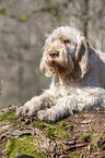 Spinone Italiano